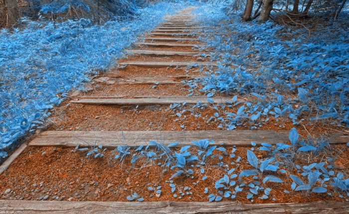 Savoring the Sweetness